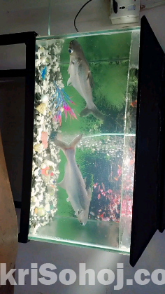 একুরিয়াম